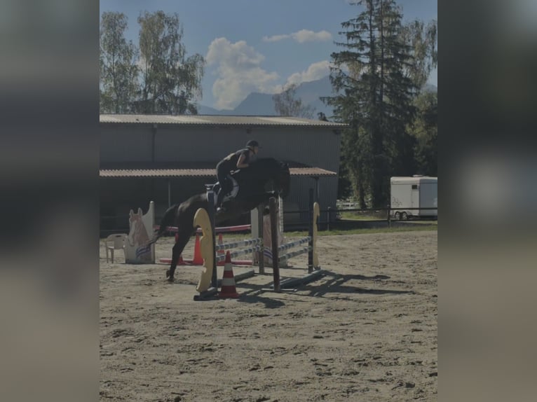 Holsteiner Hongre 4 Ans 172 cm Bai in Noville