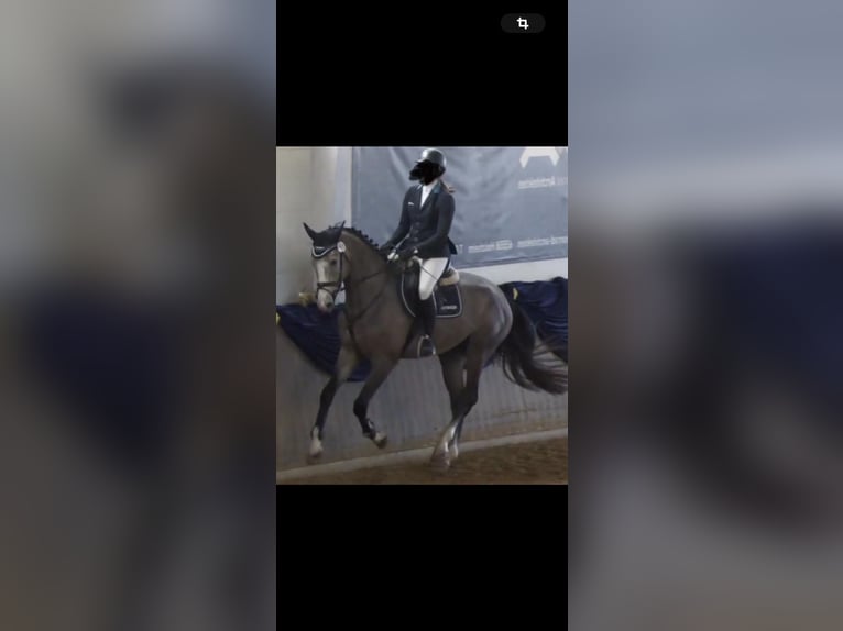 Holsteiner Hongre 4 Ans 172 cm Gris in Bischofsheim