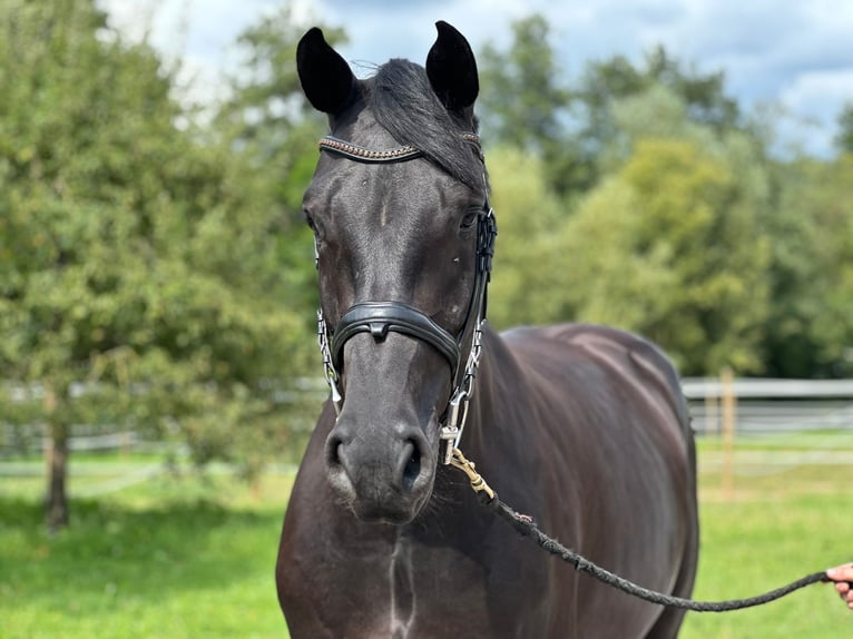 Holsteiner Hongre 4 Ans 172 cm Noir in Königheim