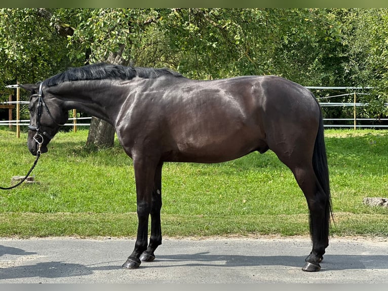 Holsteiner Hongre 4 Ans 172 cm Noir in Königheim