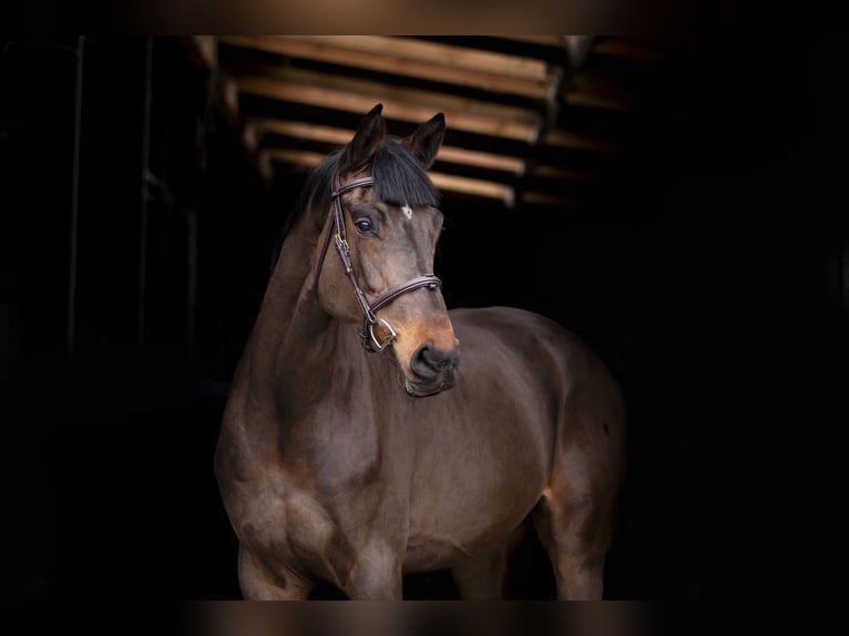 Holsteiner Hongre 4 Ans 173 cm Bai brun in OBORZNIA