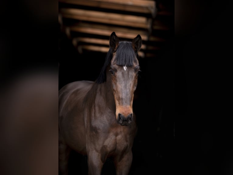 Holsteiner Hongre 4 Ans 173 cm Bai brun in OBORZNIA