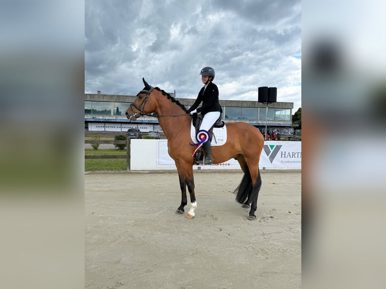 Holsteiner Hongre 4 Ans 173 cm Bai in Haby