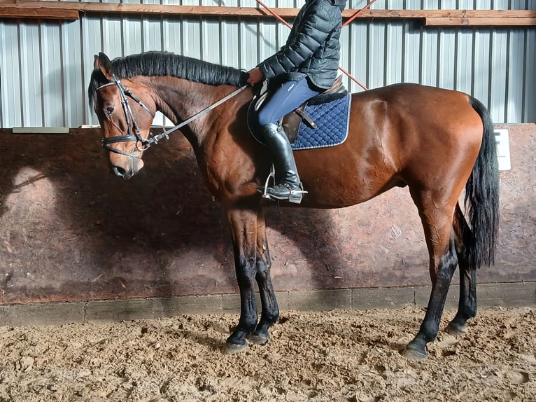 Holsteiner Hongre 4 Ans 173 cm Bai in Großenwiehe