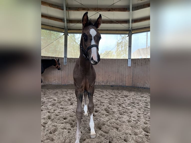 Holsteiner Hongre 4 Ans 173 cm  in Altmittweida