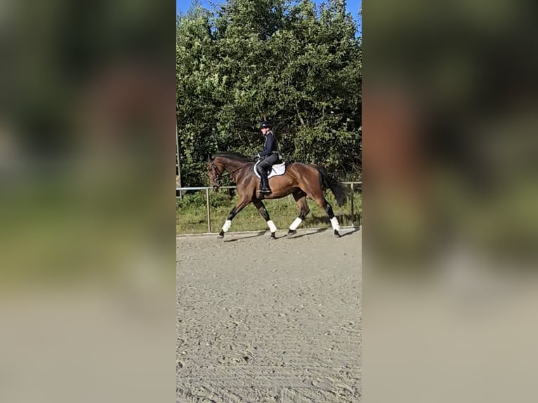 Holsteiner Hongre 4 Ans 174 cm Bai in Mohrkirch