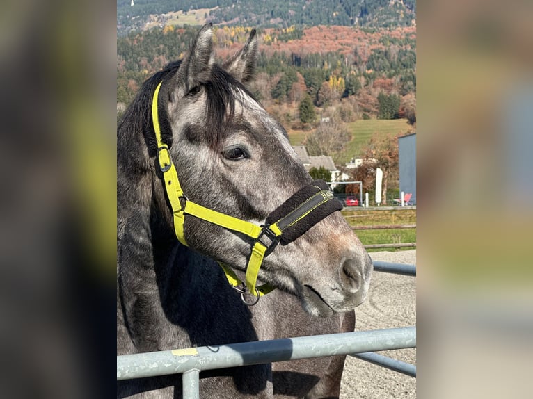 Holsteiner Hongre 4 Ans 174 cm Gris in Bludenz