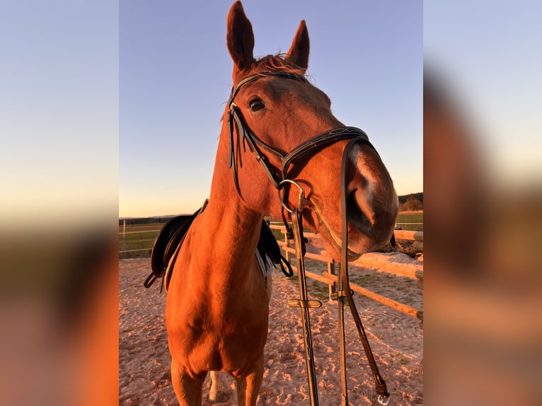 Holsteiner Hongre 4 Ans 175 cm Alezan in Mitwitz