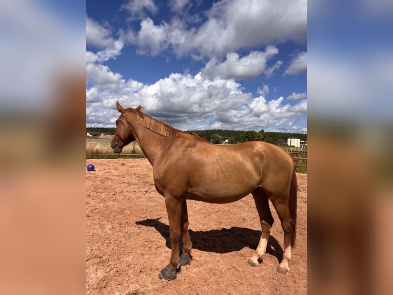 Holsteiner Hongre 4 Ans 175 cm Alezan in Mitwitz