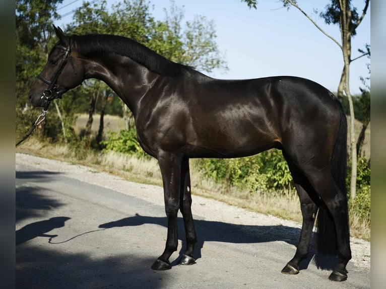 Holsteiner Hongre 4 Ans 175 cm Bai in Kiskunhalas Holsteiner Hongre 4 Ans 175 cm Bai in Kiskunhalas