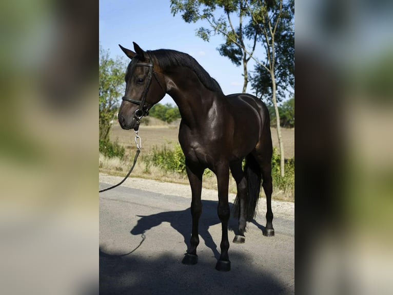 Holsteiner Hongre 4 Ans 175 cm Bai in Kiskunhalas Holsteiner Hongre 4 Ans 175 cm Bai in Kiskunhalas