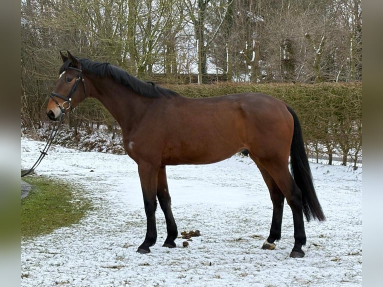 Holsteiner Hongre 4 Ans 175 cm Bai in Immenstedt