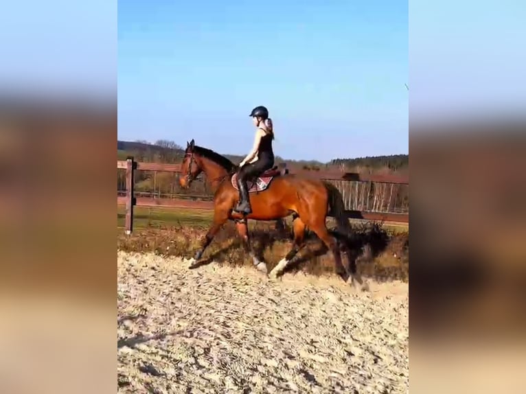 Holsteiner Hongre 4 Ans 175 cm Bai in Chemnitz