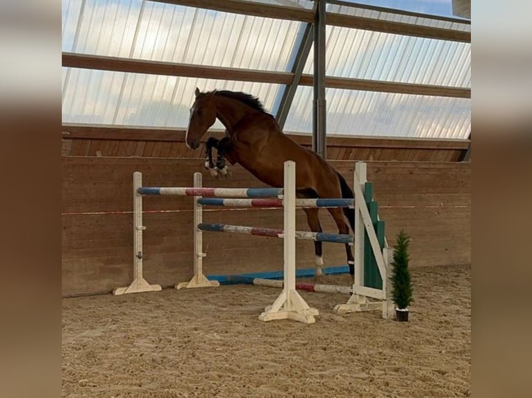 Holsteiner Hongre 4 Ans 175 cm Bai in Chemnitz