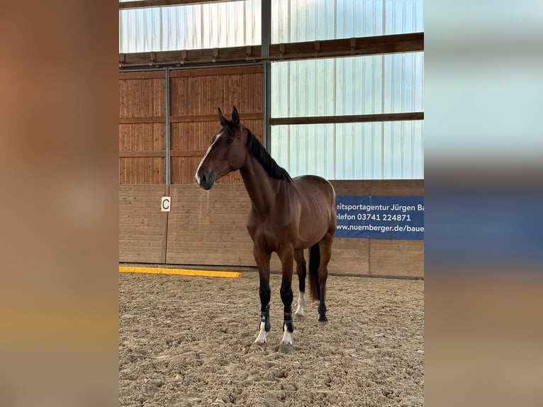 Holsteiner Hongre 4 Ans 175 cm Bai in Chemnitz