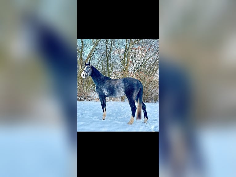 Holsteiner Hongre 4 Ans 178 cm Gris pommelé in Klein Offenseth-Sparrieshoop