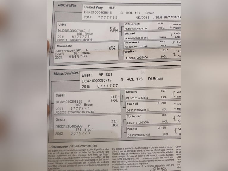 Holsteiner Hongre 4 Ans 180 cm Bai in Debrecen