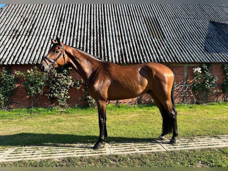 Holsteiner Hongre 4 Ans 181 cm Bai in Ahrensbök