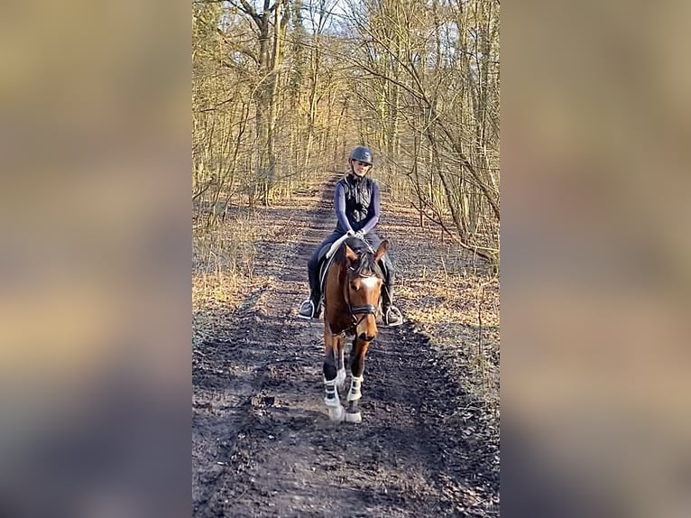 Holsteiner Hongre 4 Ans Bai in Geseke