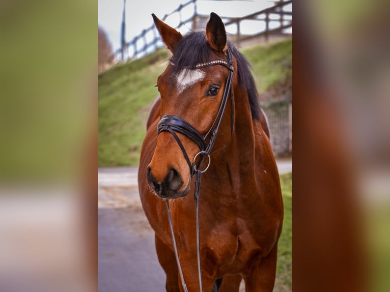 Holsteiner Hongre 4 Ans Bai in Geseke