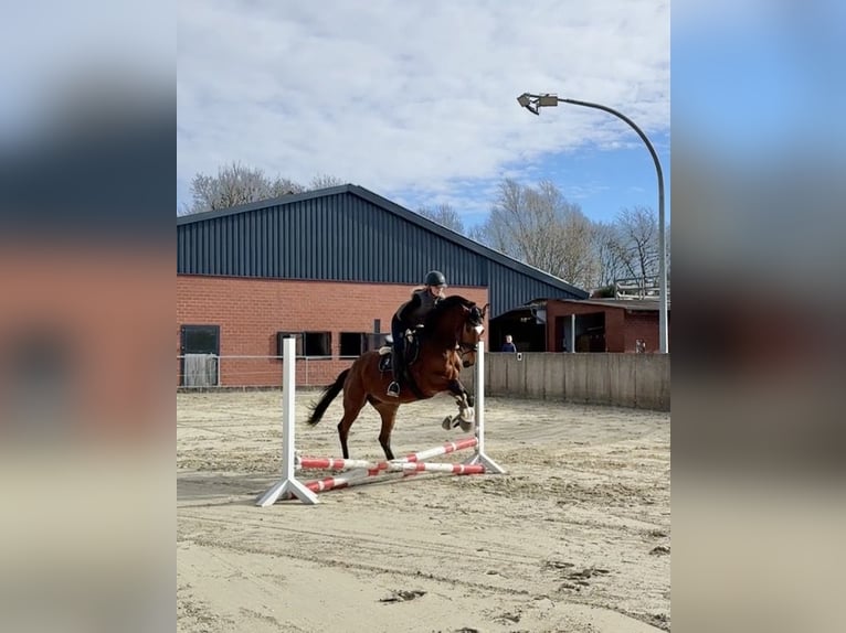 Holsteiner Hongre 4 Ans Bai in Geseke