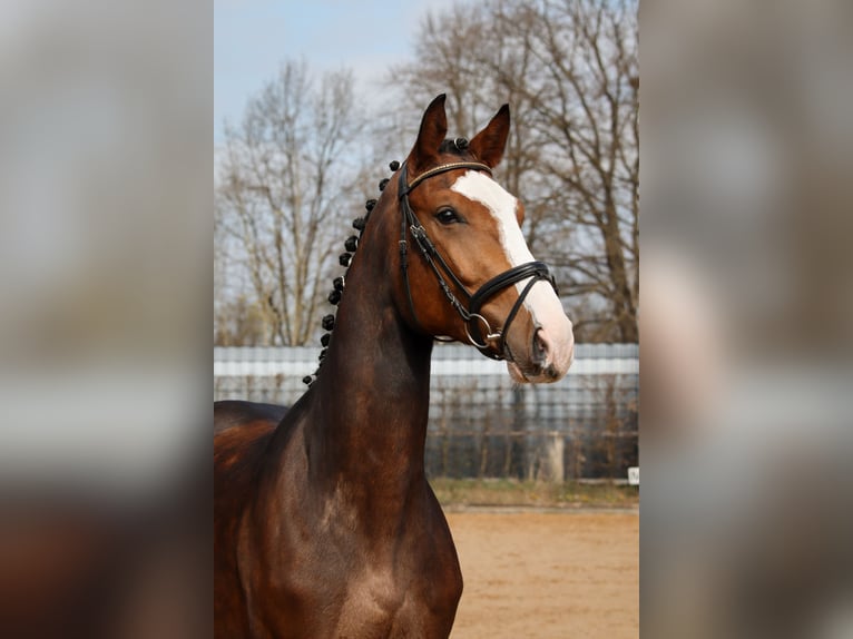 Holsteiner Hongre 4 Ans Bai in Dannenberg (Elbe)