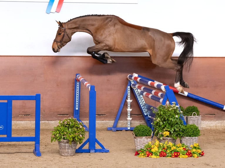 Holsteiner Hongre 4 Ans Bai in Elmshorn