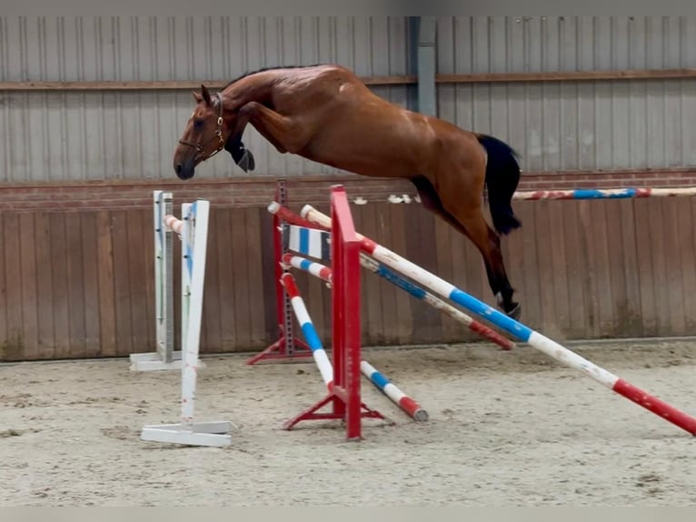 Holsteiner Hongre 4 Ans Bai in Zieuwent