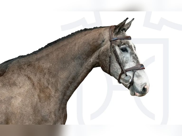 Holsteiner Hongre 4 Ans Gris in Elmshorn