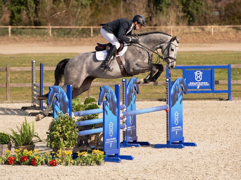 Holsteiner Hongre 4 Ans Gris in Elmshorn