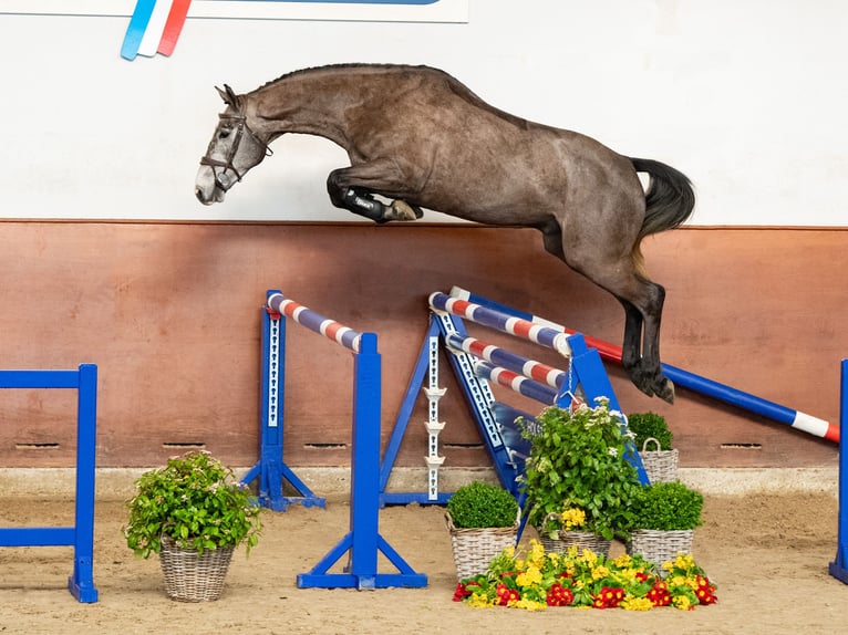 Holsteiner Hongre 4 Ans Gris in Elmshorn