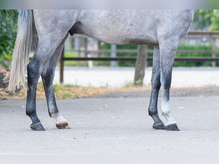 Holsteiner Hongre 4 Ans Gris in Kaulille