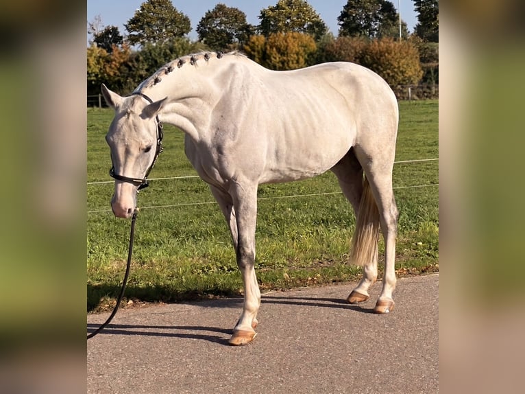 Holsteiner Hongre 5 Ans 158 cm Gris pommelé in Nettetal