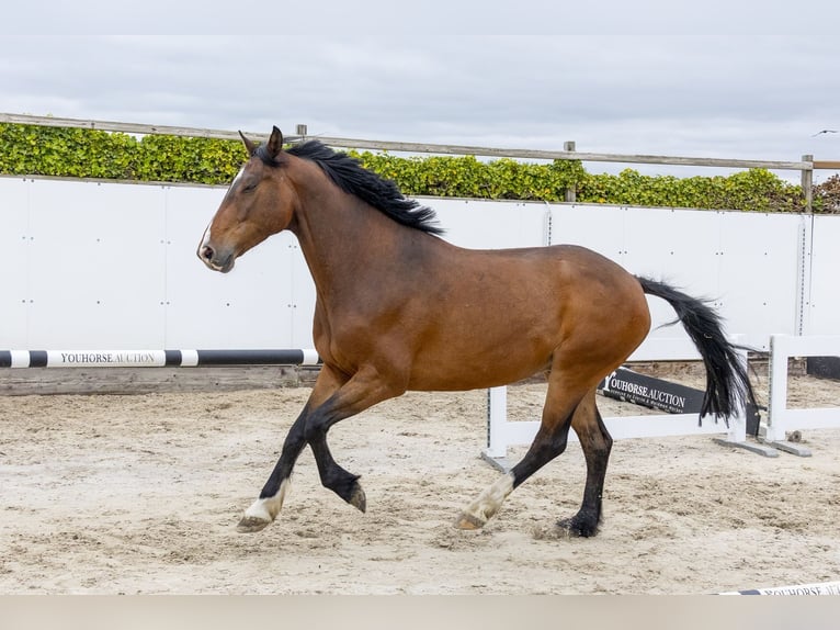 Holsteiner Hongre 5 Ans 160 cm Bai in Waddinxveen