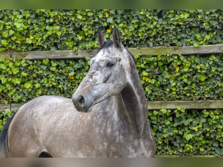 Holsteiner Hongre 5 Ans 162 cm Gris in Waddinxveen