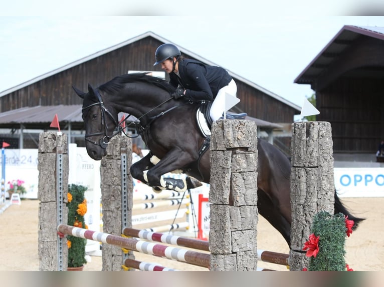 Holsteiner Hongre 5 Ans 162 cm Noir in Hartlm&#xFC;hl