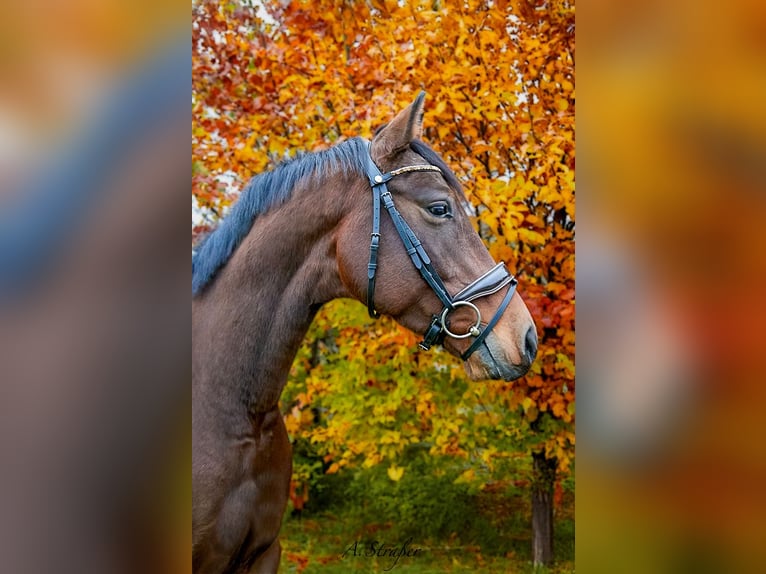 Holsteiner Hongre 5 Ans 163 cm Bai in Freilassing