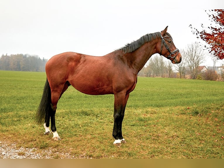 Holsteiner Hongre 5 Ans 163 cm Bai in Freilassing