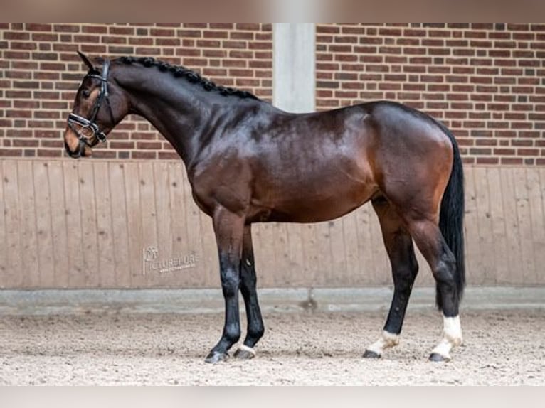 Holsteiner Hongre 5 Ans 164 cm Bai in Goch