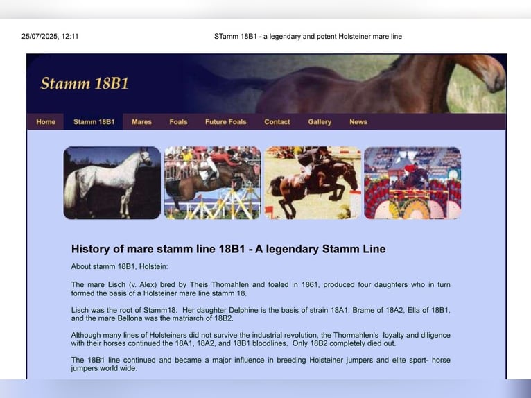 Holsteiner Croisé Hongre 5 Ans 164 cm Gris in Couiza