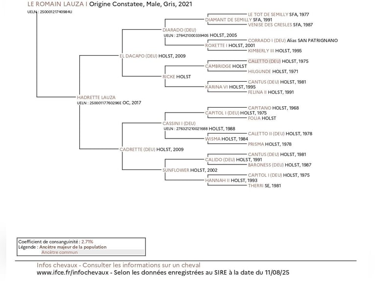Holsteiner Croisé Hongre 5 Ans 164 cm Gris in Couiza