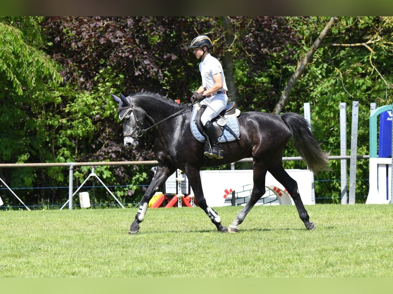 Holsteiner Hongre 5 Ans 164 cm Peut devenir gris in Widdern