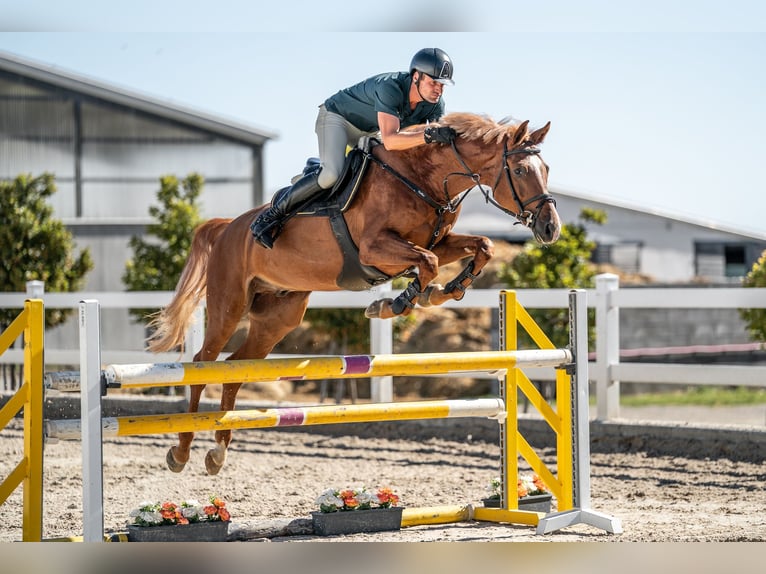 Holsteiner Hongre 5 Ans 165 cm Alezan brûlé in Zduchovice