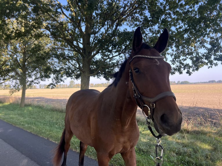 Holsteiner Hongre 5 Ans 165 cm Bai brun in Stralsund