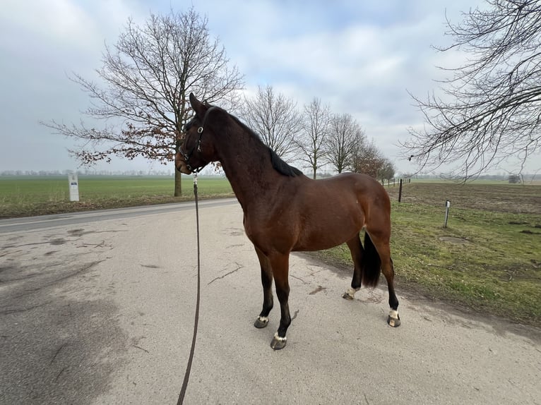 Holsteiner Hongre 5 Ans 165 cm Bai in Stralsund