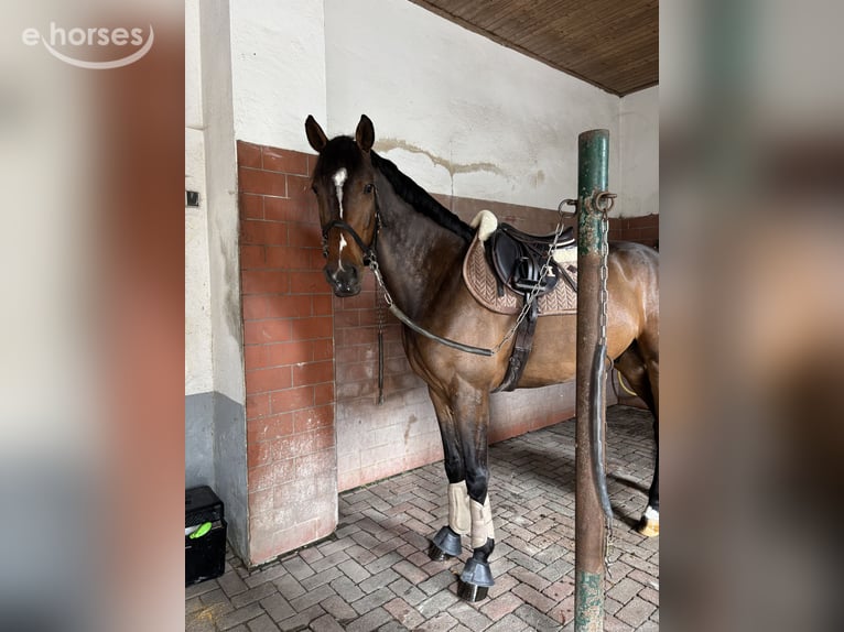 Holsteiner Hongre 5 Ans 165 cm Bai in Landau in der Pfalz