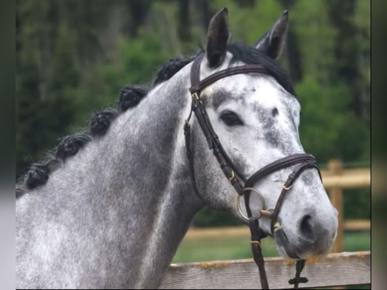 Holsteiner Hongre 5 Ans 165 cm Gris in WardenburgWardenburg