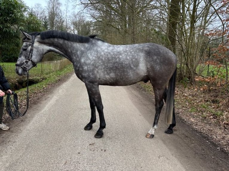 Holsteiner Hongre 5 Ans 165 cm Gris in Enschede