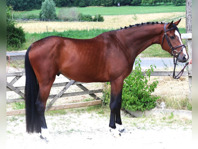 Holsteiner Hongre 5 Ans 166 cm Bai brun in Bad Dürrheim