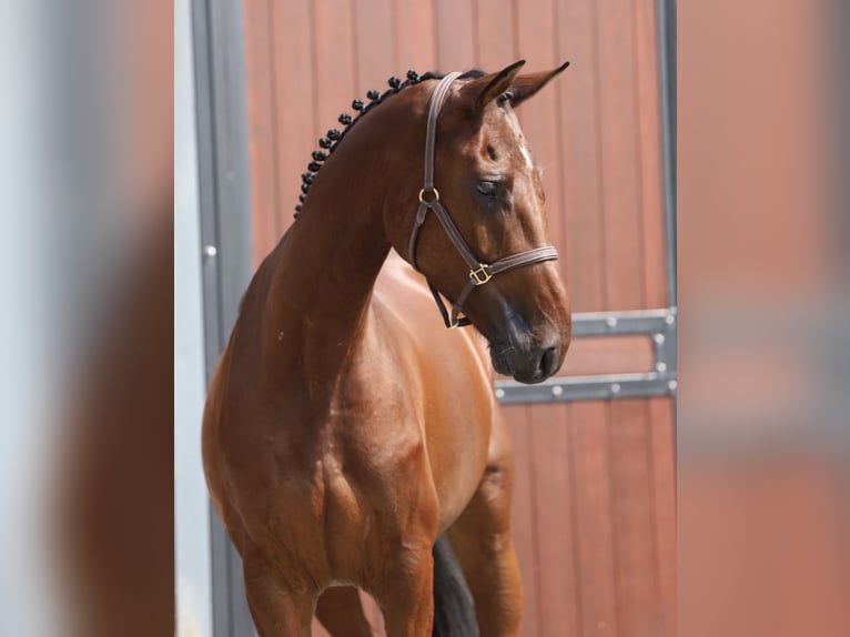 Holsteiner Hongre 5 Ans 166 cm Bai in Zieuwent